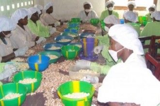 Côte dÂ’Ivoire : Djékanou a son usine de dépelliculage automatique dÂ’amende des noix de cajou